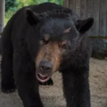 A black bear approaches between stone walls in Cocaine Bear