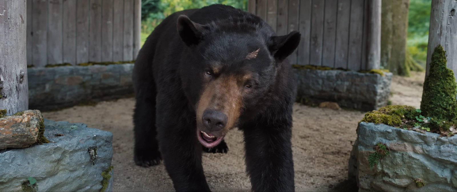 A black bear approaches between stone walls in Cocaine Bear